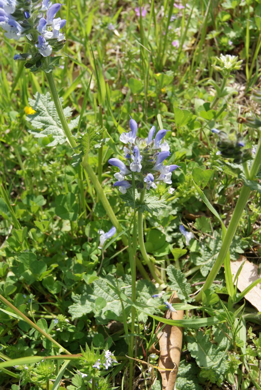 Salvia clandestina